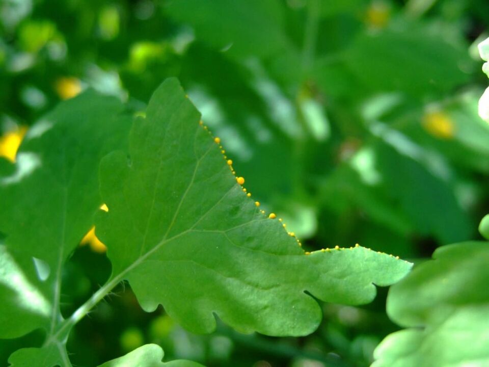 Succo medicinale secreto dalle foglie di celidonia